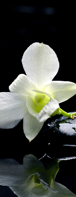 Rolgordijn voor het raam Orchideeën