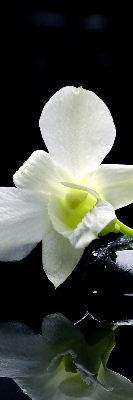 Rolgordijn voor het raam Orchideeën