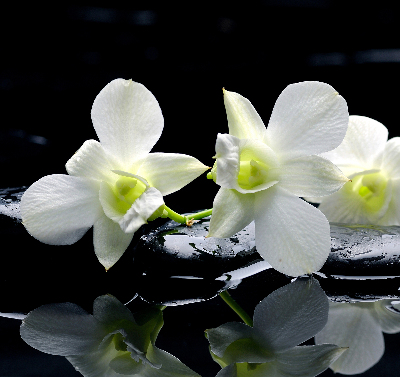 Rolgordijn voor het raam Orchideeën