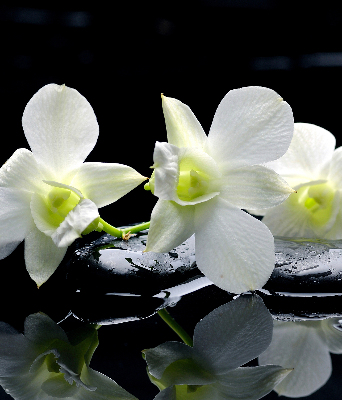 Rolgordijn voor het raam Orchideeën