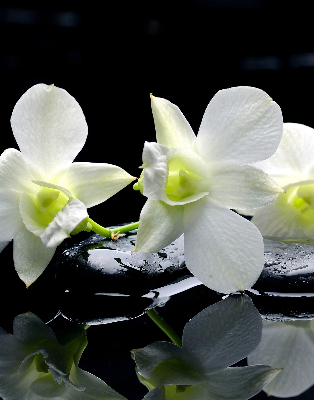 Rolgordijn voor het raam Orchideeën