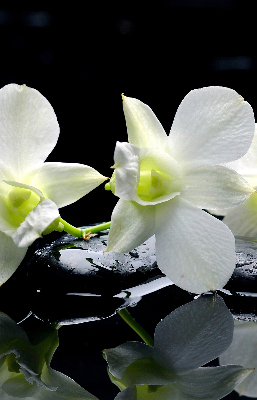 Rolgordijn voor het raam Orchideeën