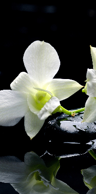 Rolgordijn voor het raam Orchideeën