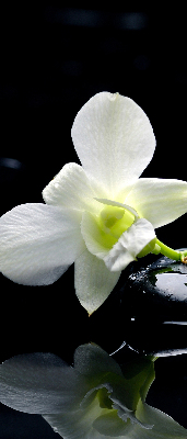 Rolgordijn voor het raam Orchideeën