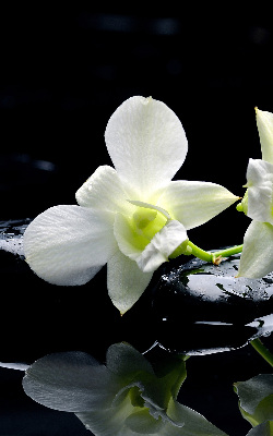 Rolgordijn voor het raam Orchideeën