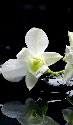 Rolgordijn voor het raam Orchideeën