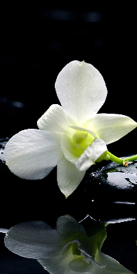 Rolgordijn voor het raam Orchideeën