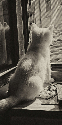 Rolgordijn voor het raam Katten in het raam