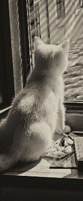 Rolgordijn voor het raam Katten in het raam