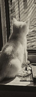 Rolgordijn voor het raam Katten in het raam