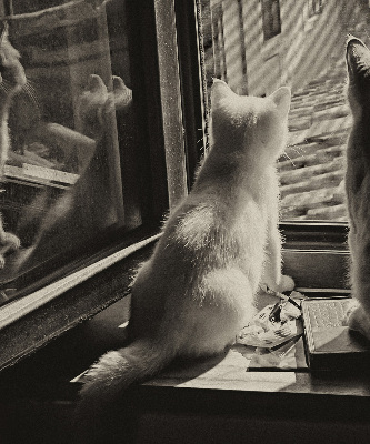 Rolgordijn voor het raam Katten in het raam