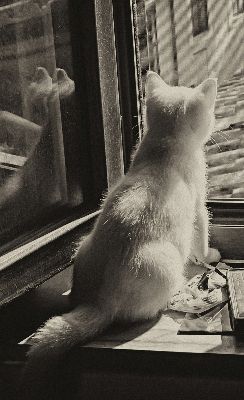 Rolgordijn voor het raam Katten in het raam