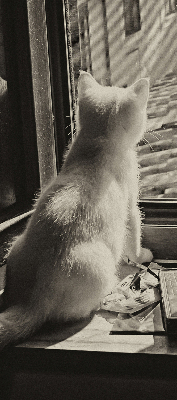 Rolgordijn voor het raam Katten in het raam