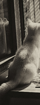 Rolgordijn voor het raam Katten in het raam