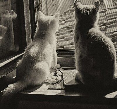 Rolgordijn voor het raam Katten in het raam