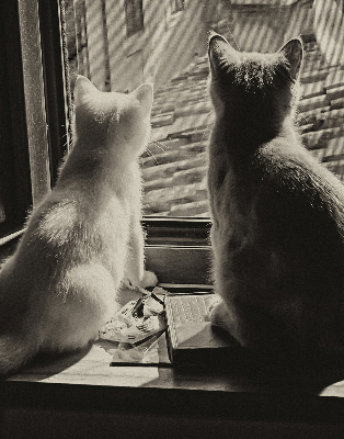 Rolgordijn voor het raam Katten in het raam