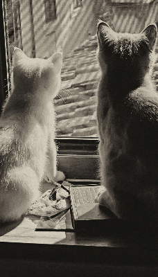 Rolgordijn voor het raam Katten in het raam