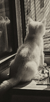 Rolgordijn voor het raam Katten in het raam