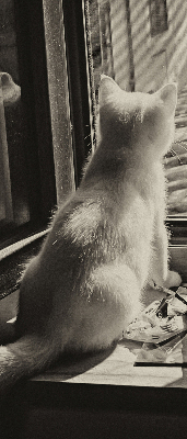 Rolgordijn voor het raam Katten in het raam