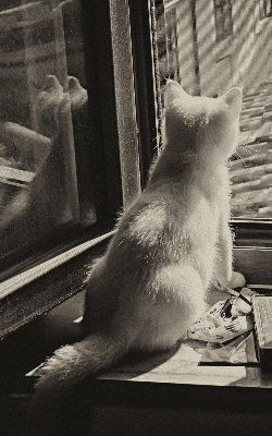 Rolgordijn voor het raam Katten in het raam