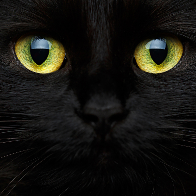 Rolgordijn verduisterend Kattenogen