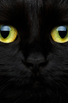 Rolgordijn verduisterend Kattenogen