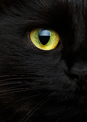 Rolgordijn verduisterend Kattenogen