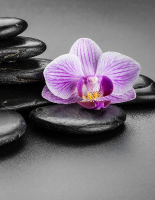 Rolgordijn voor het raam Orchidee op de stenen