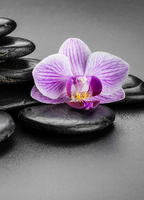 Rolgordijn voor het raam Orchidee op de stenen