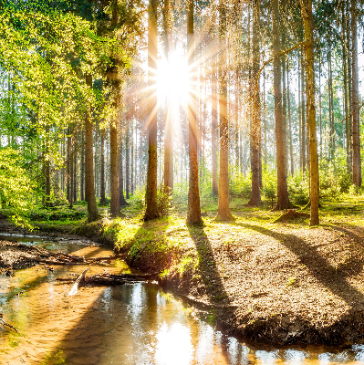 Rolgordijn verduisterend De zon schijnt door de bomen