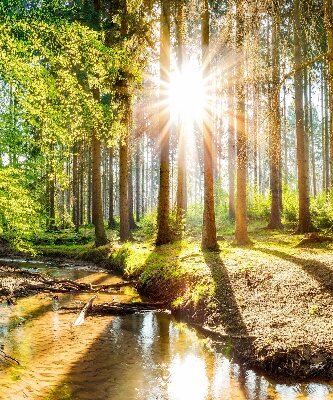 Rolgordijn verduisterend De zon schijnt door de bomen