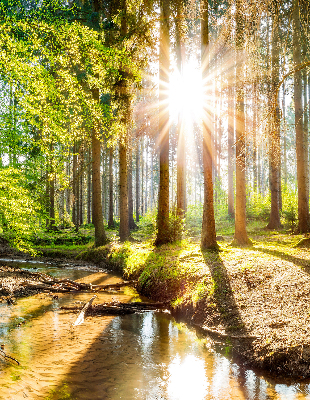 Rolgordijn verduisterend De zon schijnt door de bomen