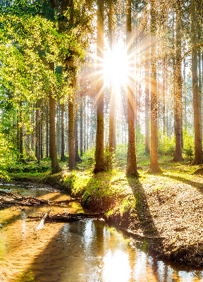 Rolgordijn verduisterend De zon schijnt door de bomen