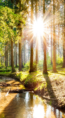 Rolgordijn verduisterend De zon schijnt door de bomen