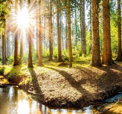 Rolgordijn verduisterend De zon schijnt door de bomen