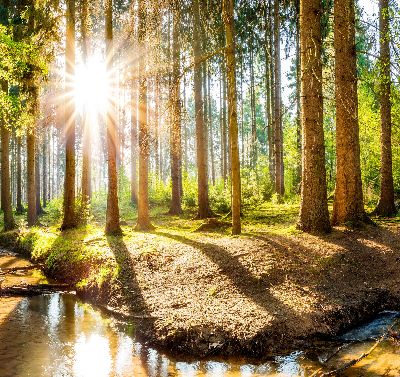 Rolgordijn verduisterend De zon schijnt door de bomen