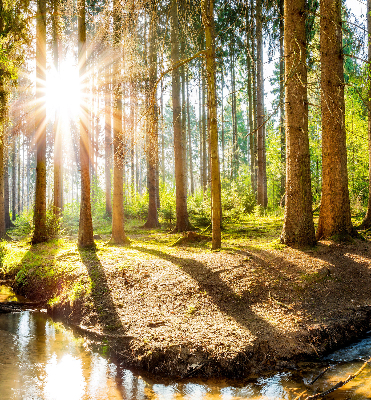 Rolgordijn verduisterend De zon schijnt door de bomen