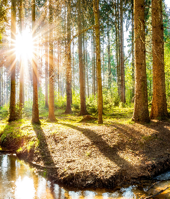 Rolgordijn verduisterend De zon schijnt door de bomen