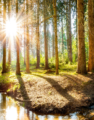 Rolgordijn verduisterend De zon schijnt door de bomen