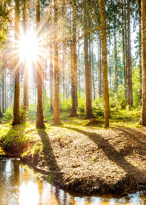 Rolgordijn verduisterend De zon schijnt door de bomen
