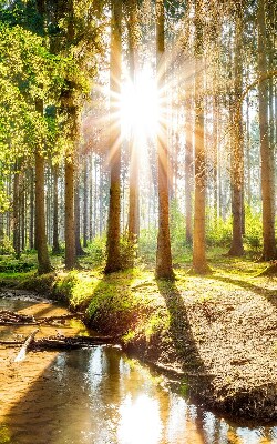 Rolgordijn verduisterend De zon schijnt door de bomen