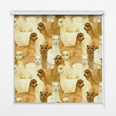 Rolgordijn verduisterend Een kudde alpaca's