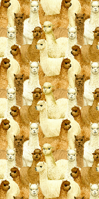 Rolgordijn verduisterend Een kudde alpaca's