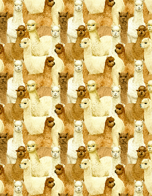 Rolgordijn verduisterend Een kudde alpaca's