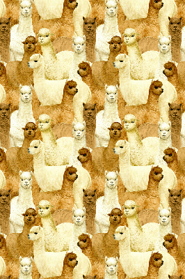 Rolgordijn verduisterend Een kudde alpaca's