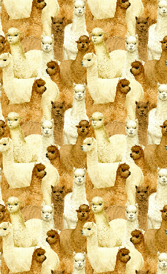 Rolgordijn verduisterend Een kudde alpaca's
