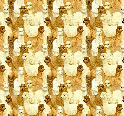 Rolgordijn verduisterend Een kudde alpaca's