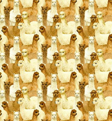 Rolgordijn verduisterend Een kudde alpaca's