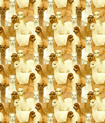 Rolgordijn verduisterend Een kudde alpaca's