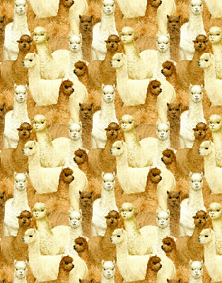 Rolgordijn verduisterend Een kudde alpaca's